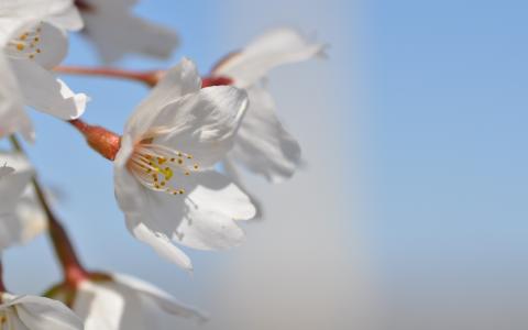 花宏樱花高清壁纸