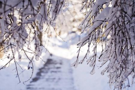 冬季雪树枝光桌面背景图像壁纸