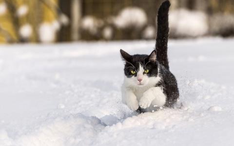 猫雪冬季高清壁纸