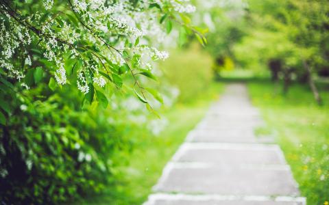 绿色，道路，植物壁纸