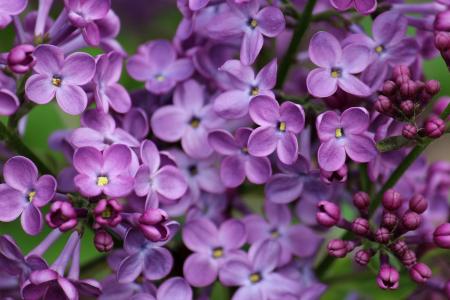 丁香花壁纸