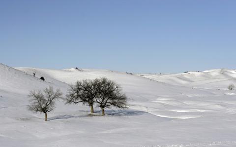 雪树景观高清壁纸