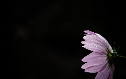 花水滴黑色的宏观高清壁纸