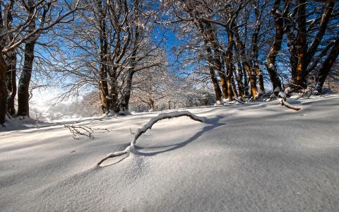 雪冬天树高清壁纸