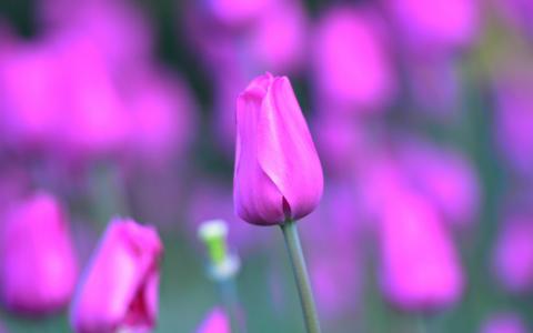 粉红色的郁金香花，干，花瓣，散景壁纸