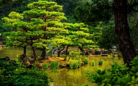 日本，京都，花园壁纸