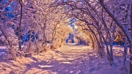 自然风景冬季雪圣诞节人行道路灯白树桌面图像壁纸