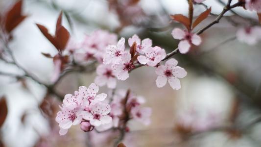 花宏樱花高清壁纸