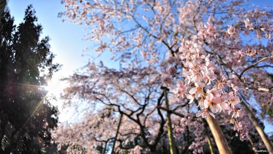 樱花开花花阳光高清壁纸