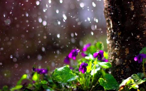 雨滴花春天的心情散景图片画廊壁纸