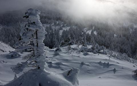 雪冬季树木森林高清壁纸