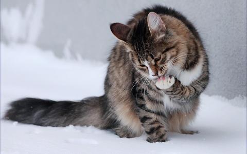 冬季雪猫动物户外小猫电视节目图像壁纸