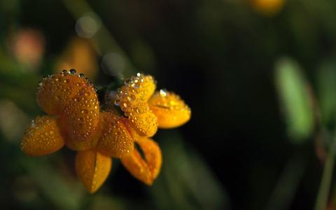 微距花水滴高清壁纸