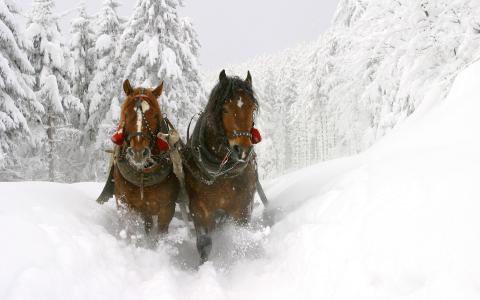 冬季雪马高清壁纸