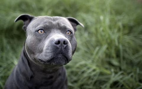 美丽的比特犬壁纸