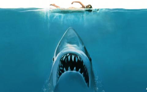 大白鲨澳大利亚壁纸