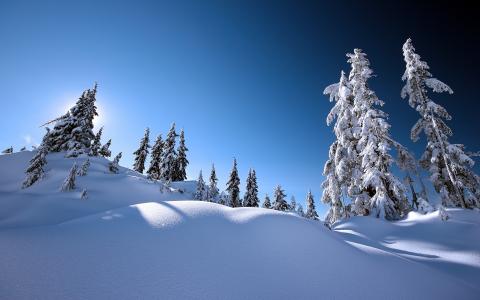 雪冬天树高清壁纸