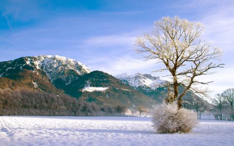 冬季雪山灌木树森林壁纸