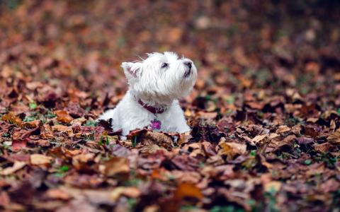 Westie狗壁纸