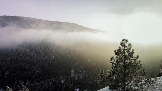 山景观树雪冬雾雾高清壁纸