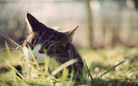 猫草宏高清壁纸