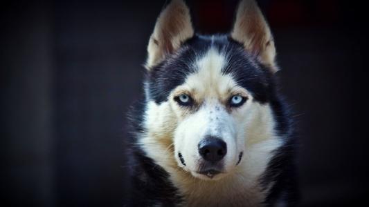 西伯利亚雪橇犬高分辨率照片壁纸