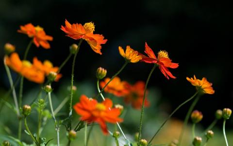 花植物免费图像壁纸