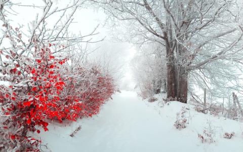 雪路径壁纸