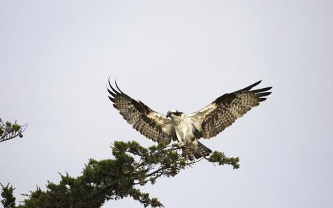 着陆老鹰壁纸