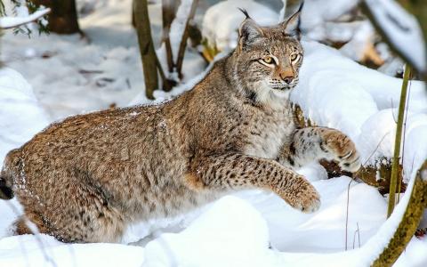 野生猫，雪，冬季壁纸