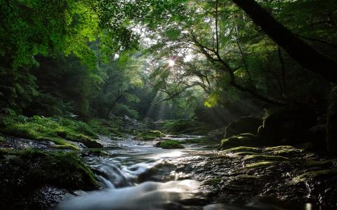 流森林阳光高清壁纸