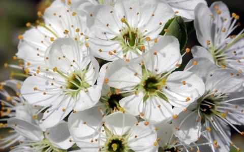 野樱花开花壁纸