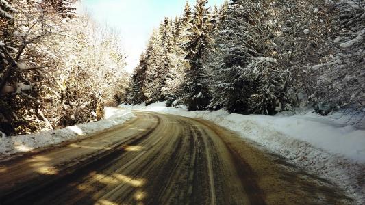 路树冬季雪高清壁纸