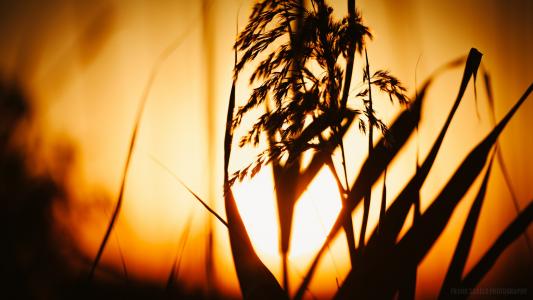 夕阳阳光植物高清壁纸