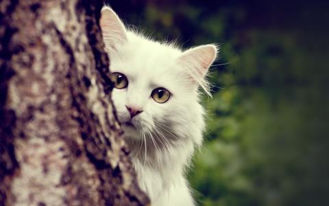 猫温暖高清壁纸