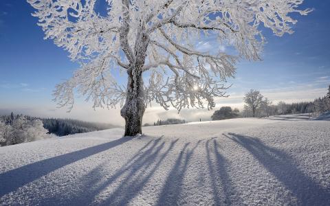 树冬天雪冰冻的阳光高清壁纸