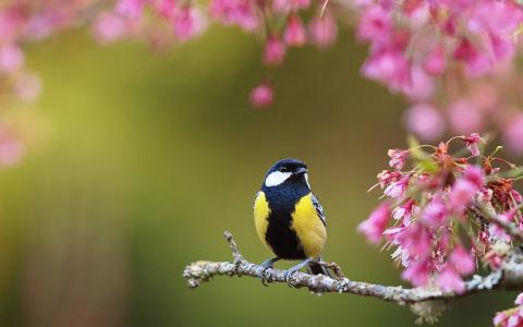 春天鲜花壁纸