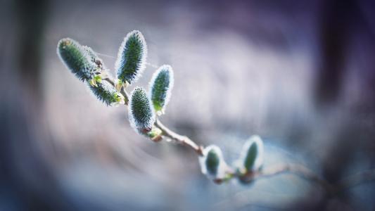 树枝，春天，芽，散景壁纸