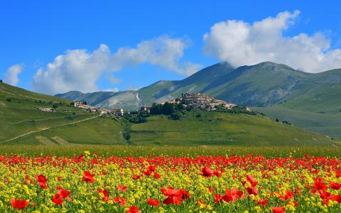 Castelluccio，意大利，山，罂粟花，村壁纸