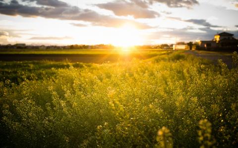 夕阳阳光植物高清壁纸