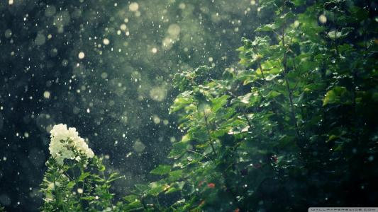 雨水滴植物高清壁纸