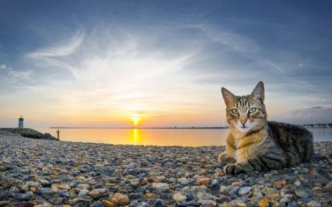 猫海日落鹅卵石猫免费的壁纸