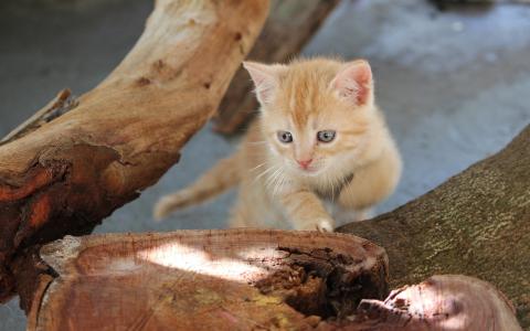 树桩，小猫壁纸