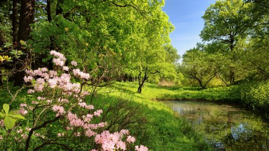 树花池塘高清壁纸