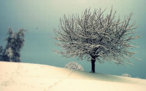 树，雪，冬天，自然壁纸