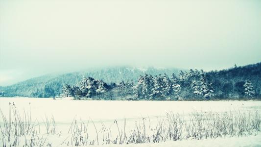 雪冬天树高清壁纸