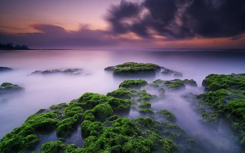 海洋青苔高清壁纸