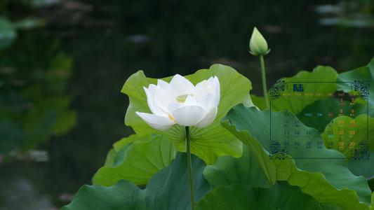 2019年6月白莲花日历