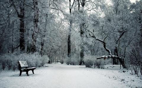 自然风景公园花园树木森林冬季雪季节长椅冷壁纸壁纸