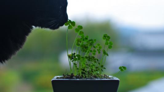 猫三叶草高清壁纸